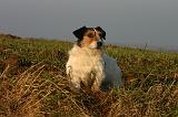 JACK RUSSEL 358